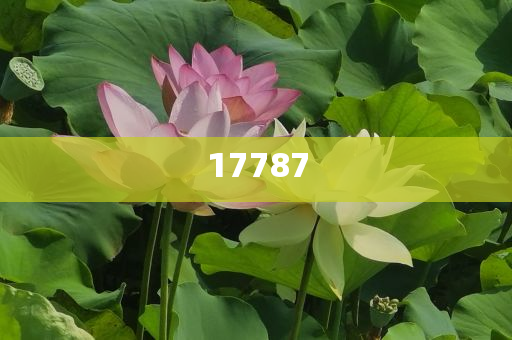最新寶典開獎(jiǎng)揭秘，開啟幸運(yùn)之門的不二之選