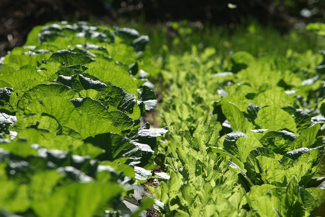 大白菜最新價(jià)格及動(dòng)態(tài)分析概覽