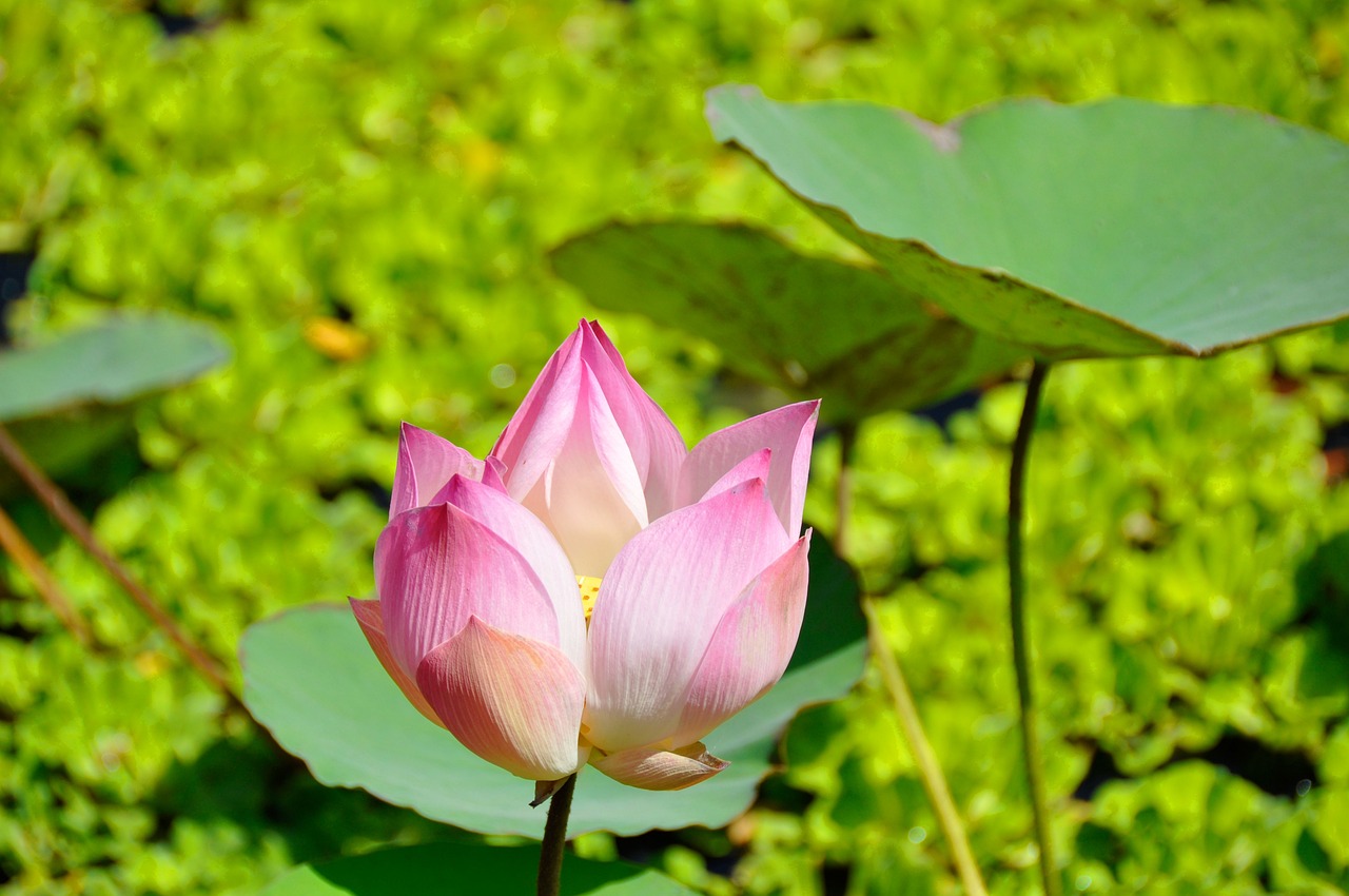 圍屋里的桃花，電視劇中的情感與命運(yùn)交織的桃花緣。