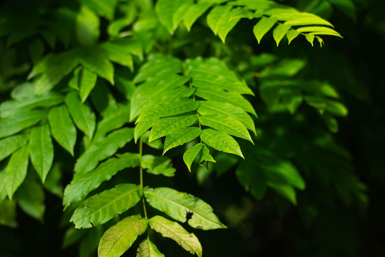 濮陽中央公園最新動態(tài)揭秘，展現(xiàn)城市綠色發(fā)展活力與魅力