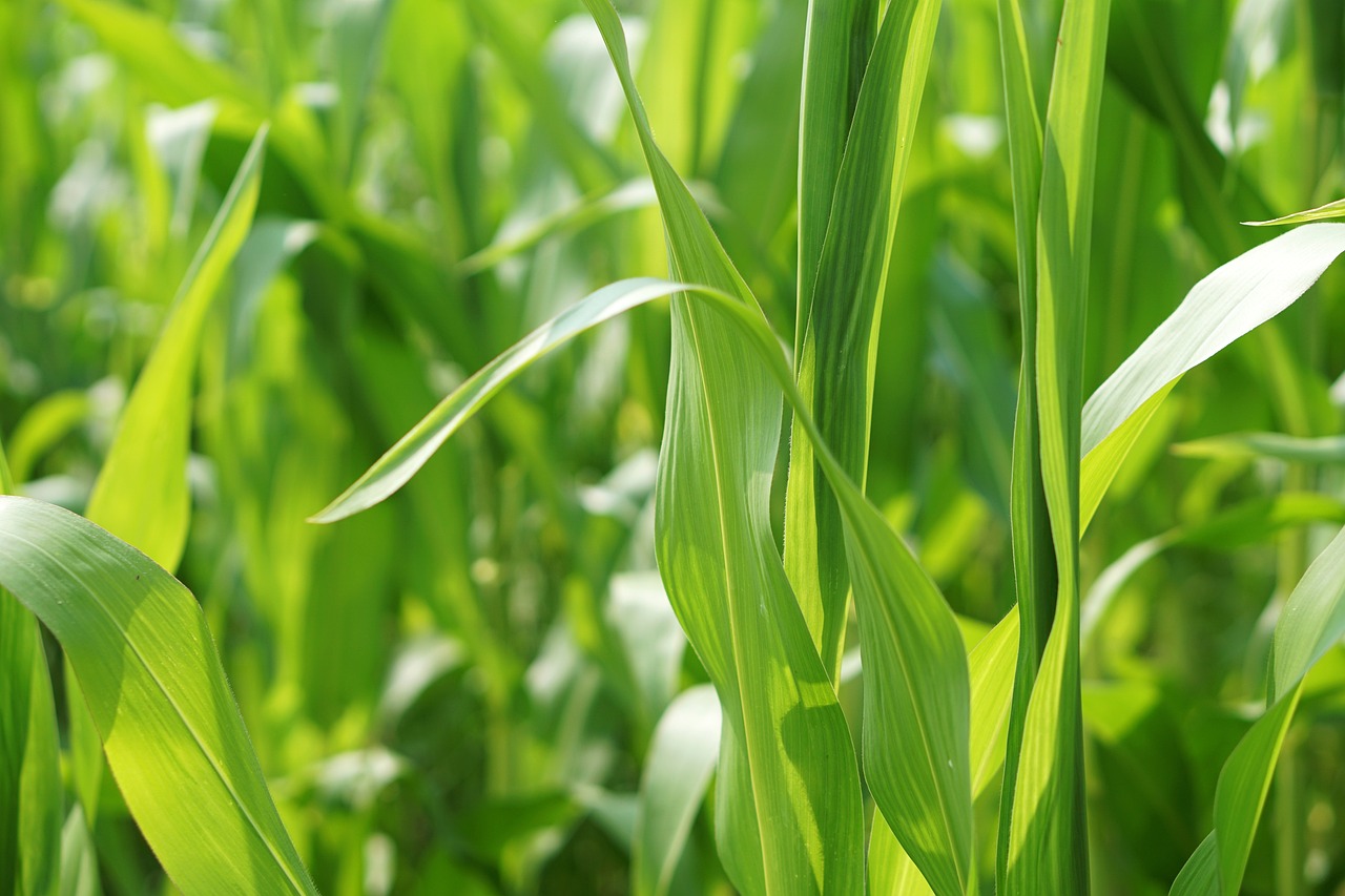白芍價(jià)格走勢(shì)分析，市場(chǎng)趨勢(shì)、影響因素與未來(lái)展望