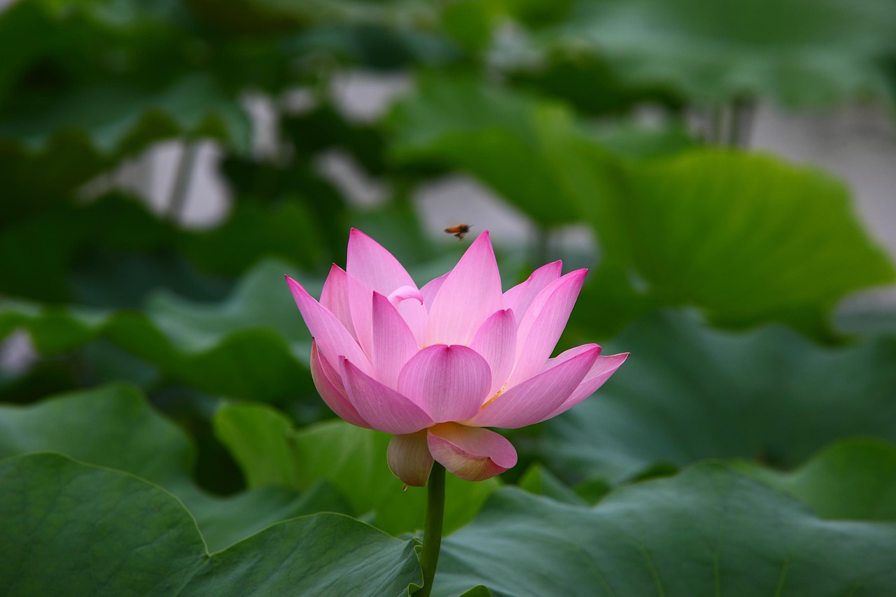 大連如意園最新動(dòng)態(tài)揭秘，未來美好藍(lán)圖展望